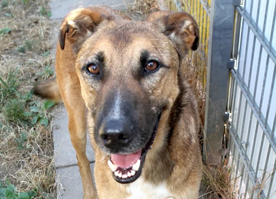 Lucky, male 4yo Mixed Breed for adoption at Tierschutzverein Heilbronn, Heilbronn