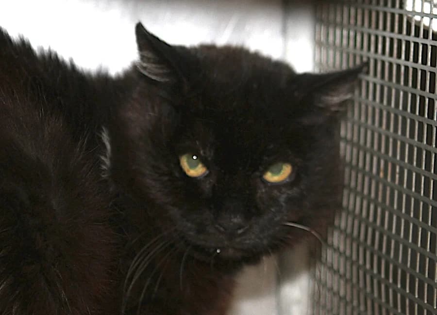 Minna, schwarz female senior mixed breed for adoption at Tierschutzverein Heilbronn, Heilbronn
