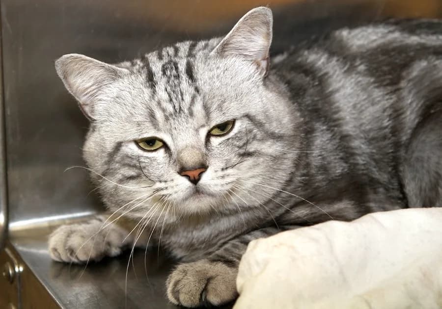Oskar, ozelot grau male puppy British Shorthair for adoption at Tierschutzverein Heilbronn, Heilbronn