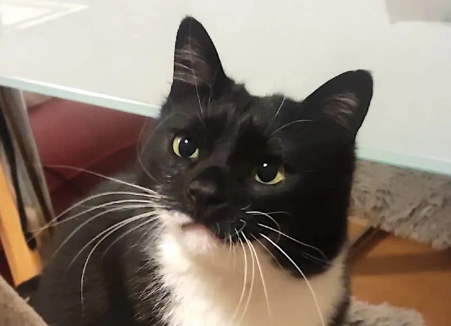 Mika,  (Tierschutzverein Heilbronn)