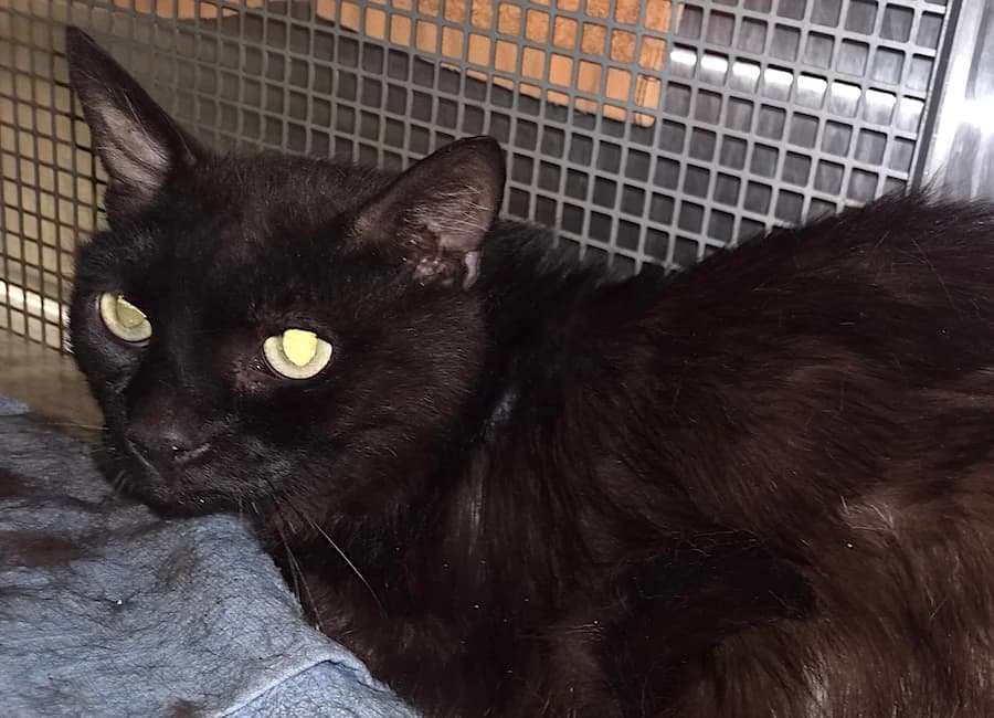 Marco, schwarz male senior mixed breed for adoption at Tierschutzverein Heilbronn, Heilbronn