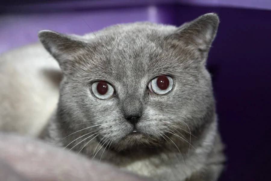 Bruno, grau male puppy British Shorthair for adoption at Tierschutzverein Heilbronn, Heilbronn