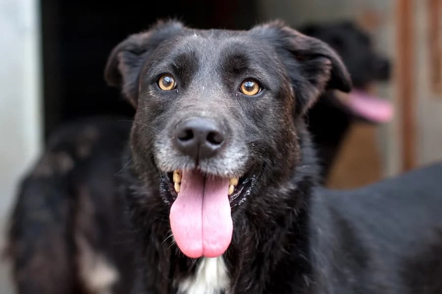 Chicago, male 4yo Mixed Breed for adoption at Tierschutzverein Heilbronn, Heilbronn