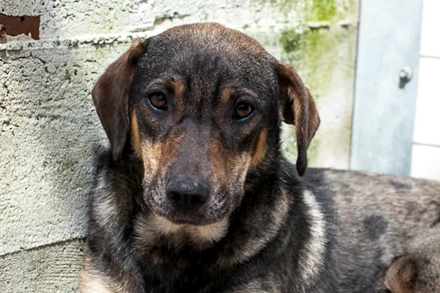 Soley, female young Mixed Breed for adoption at Tierschutzverein Heilbronn, Heilbronn