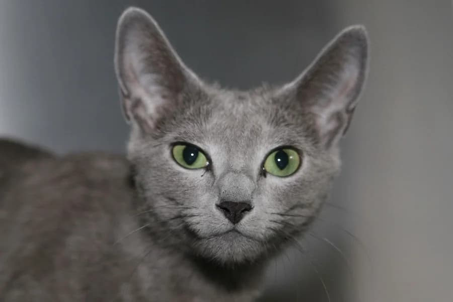 Anastasia, grau female puppy Russian Blue for adoption at Tierschutzverein Heilbronn, Heilbronn
