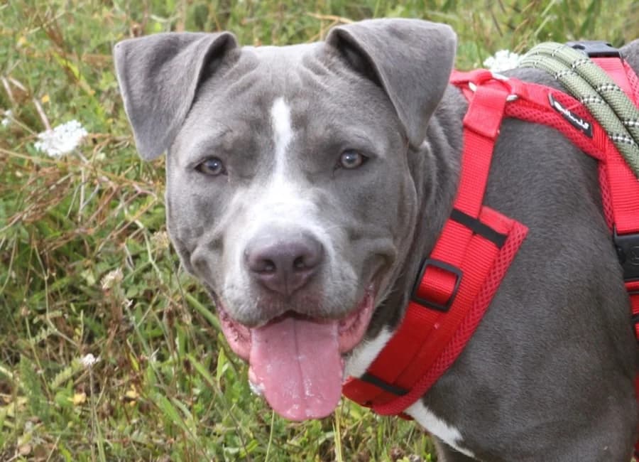 Nala, female puppy American Staffordshire Terrier for adoption at Tierschutzverein Heilbronn, Heilbronn