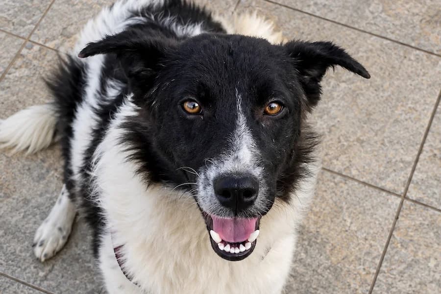 Ella, female puppy Mixed Breed for adoption at Tierschutzverein Heilbronn, Heilbronn