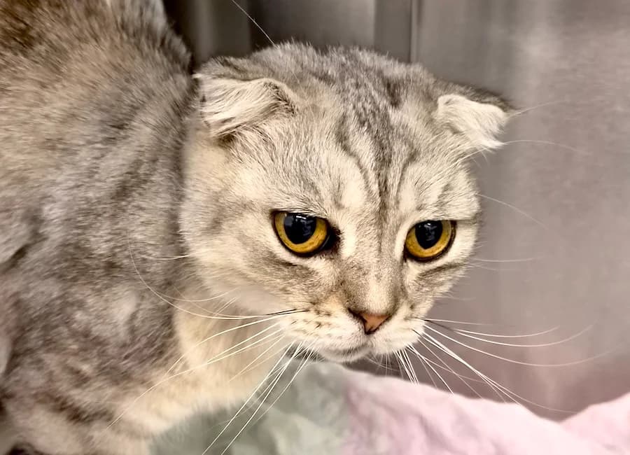 Alistair, grau-getigert male puppy Scottish Fold for adoption at Tierschutzverein Heilbronn, Heilbronn
