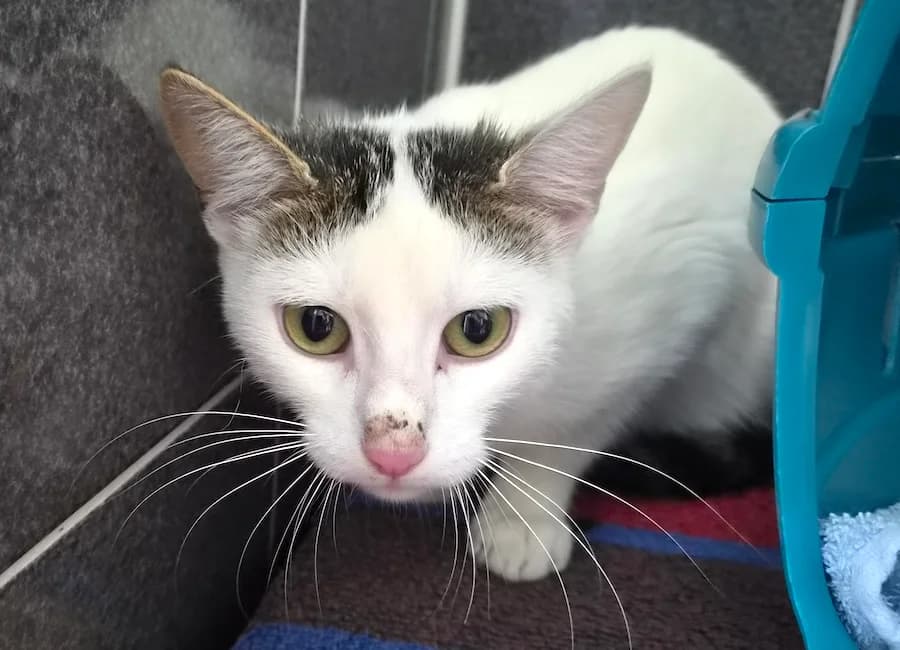 Tia,  (Tierschutzverein Heilbronn)