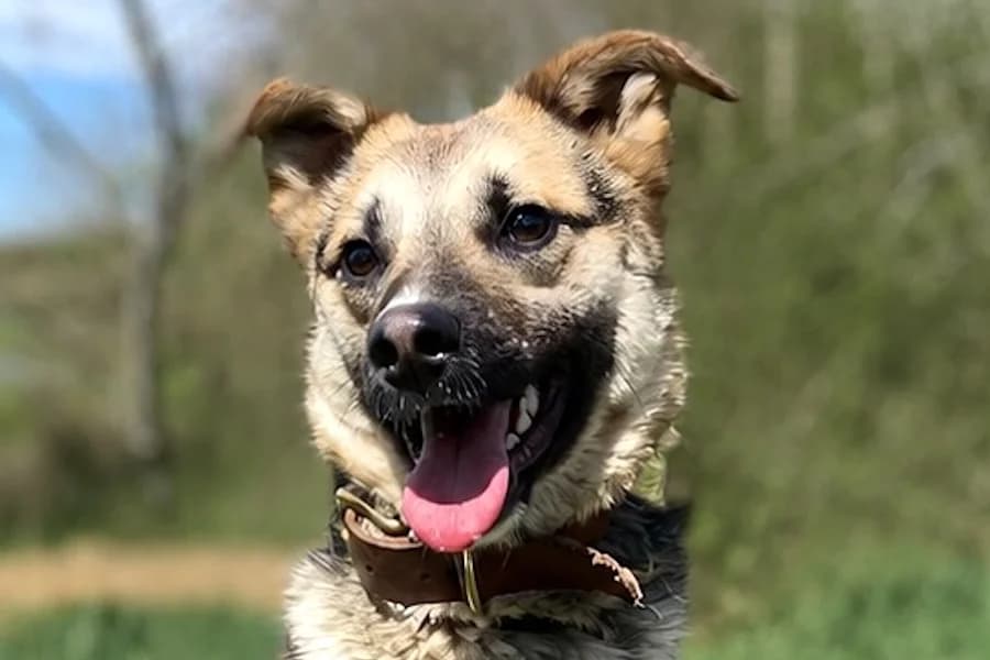 Ruby, female young Mixed Breed for adoption at Tierschutzverein Heilbronn, Heilbronn