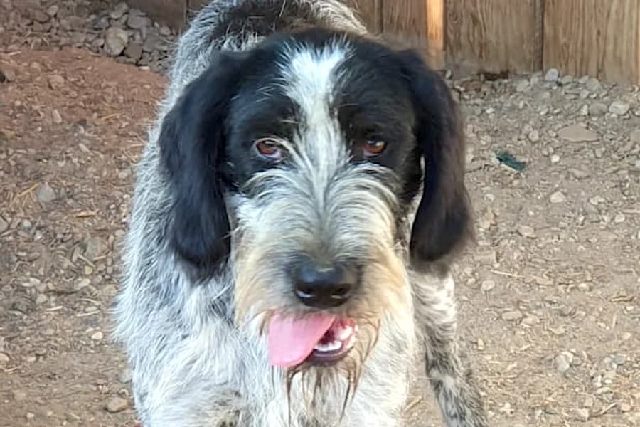 Berta, female puppy mixed breed for adoption at Tierschutzverein Heilbronn, Heilbronn