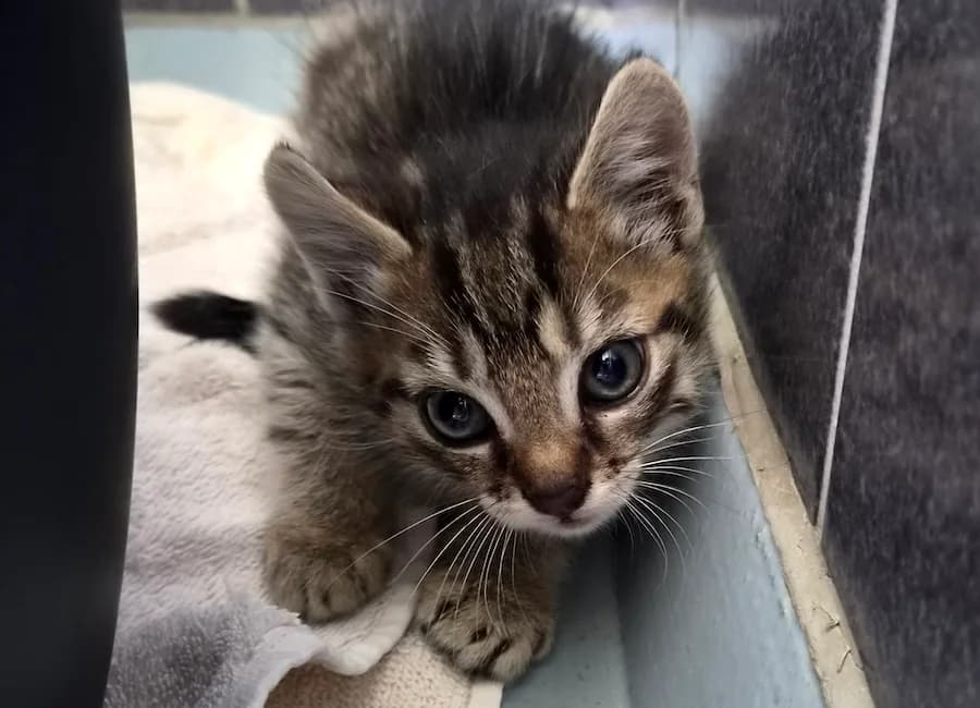 Tabea, Talia, Tilda, Turbo, Tino,  (Tierschutzverein Heilbronn)