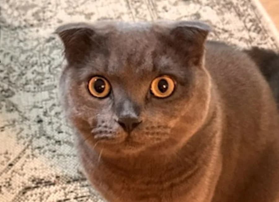 Bailey &, grau male 3yo Scottish Fold for adoption at Tierschutzverein Heilbronn, Heilbronn