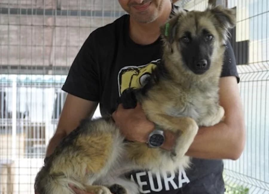 Hindi, female puppy Mixed Breed for adoption at Tierschutzverein Heilbronn, Heilbronn