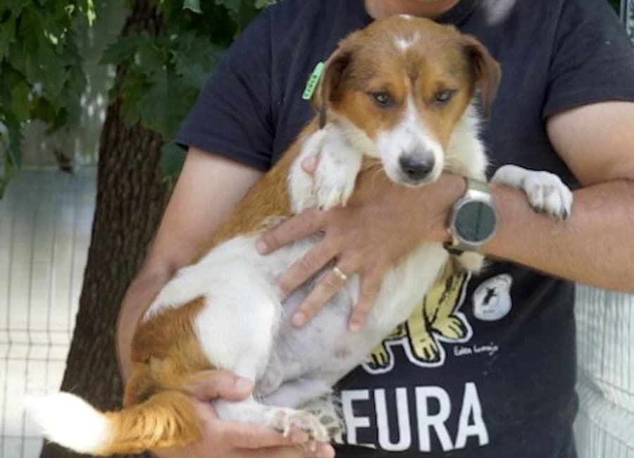 Jassy, female young Mixed Breed for adoption at Tierschutzverein Heilbronn, Heilbronn