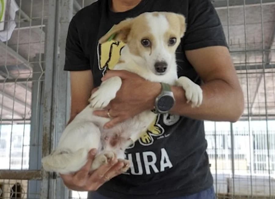 Otis, Mixed Breed (Tierschutzverein Heilbronn)