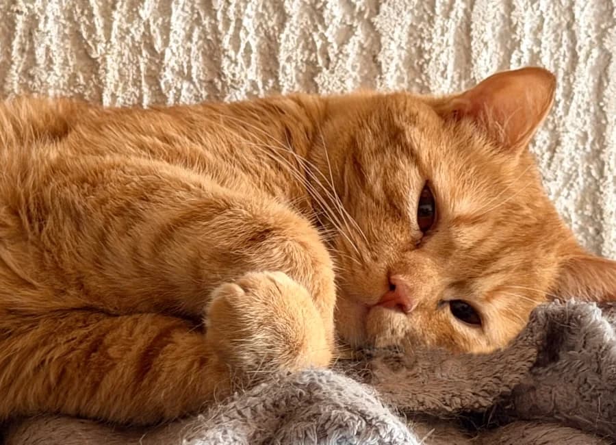 Orange, rot-getigert male young British Shorthair for adoption at Tierschutzverein Heilbronn, Heilbronn