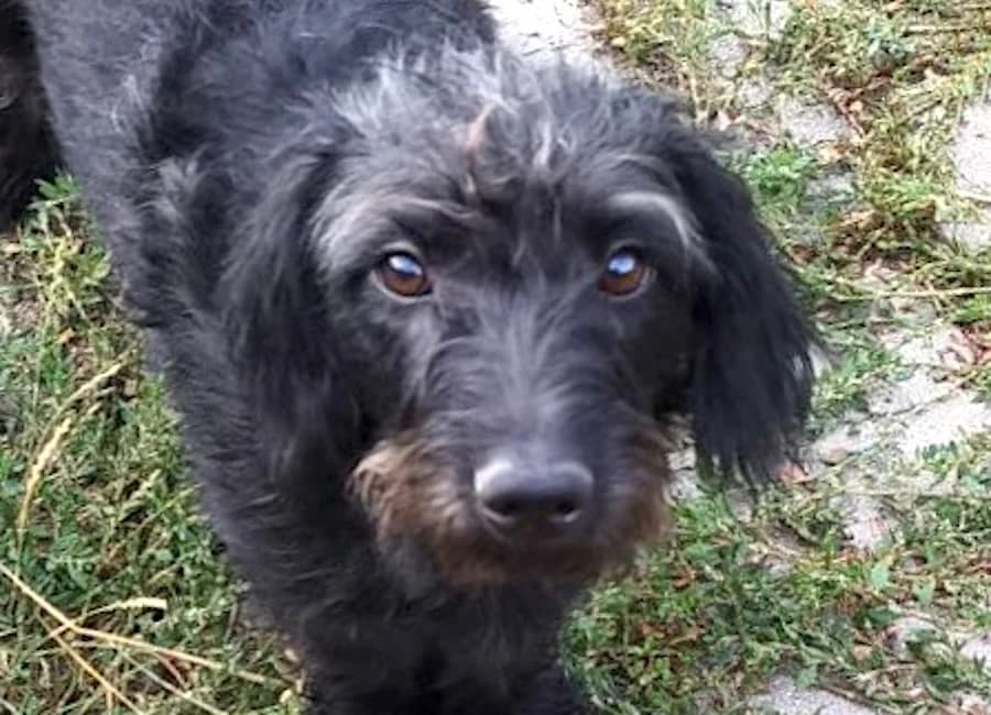 Juno, Dachshund (Tierschutzverein Heilbronn)