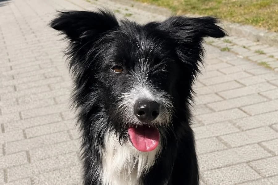 Filou,  (Tierschutzverein Heilbronn)