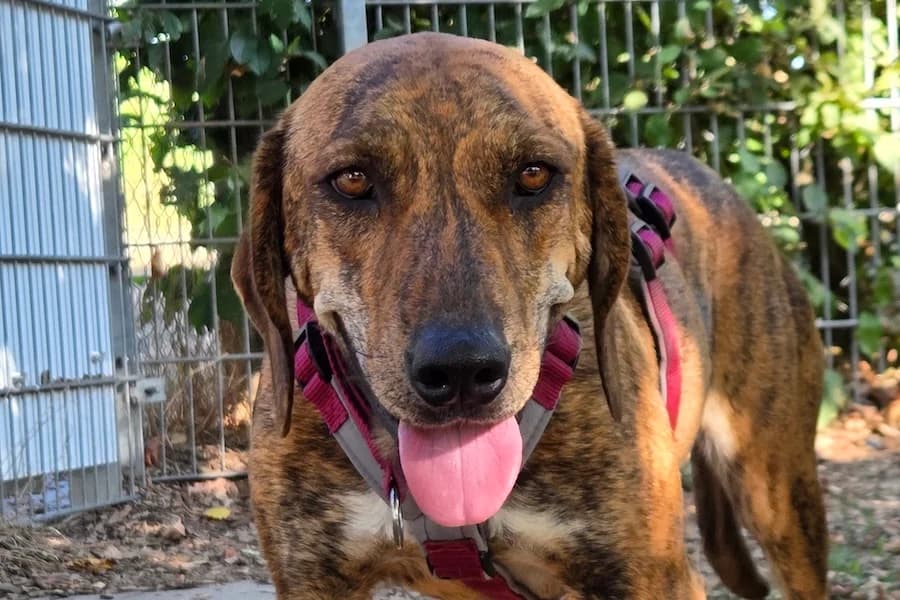 Melina, female young mixed breed for adoption at Tierschutzverein Heilbronn, Heilbronn