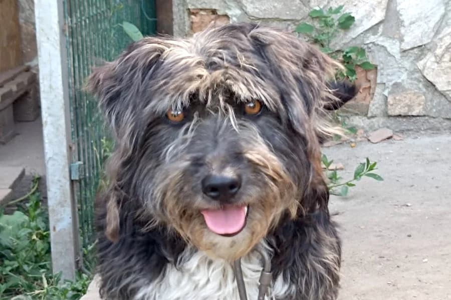 Bettie, female young Mixed Breed for adoption at Tierschutzverein Heilbronn, Heilbronn
