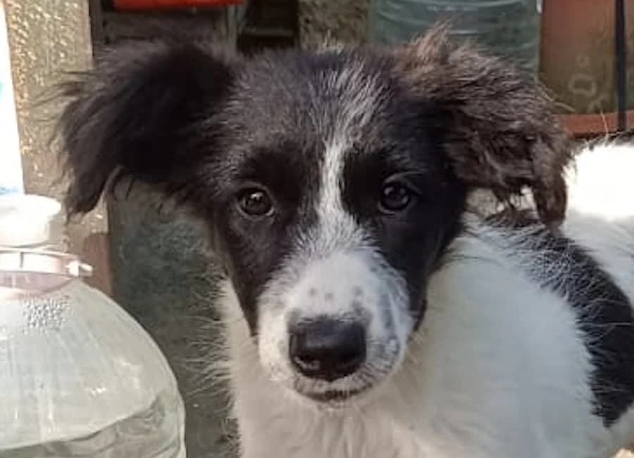 Pina, female puppy Mixed Breed for adoption at Tierschutzverein Heilbronn, Heilbronn