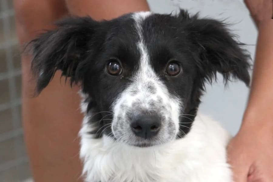 Suri, female puppy Mixed Breed for adoption at Tierschutzverein Heilbronn, Heilbronn