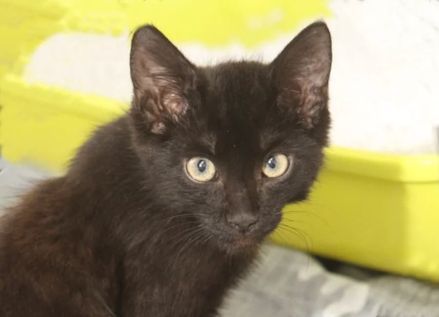 Keks, schwarz male puppy mixed breed for adoption at Tierschutzverein Heilbronn, Heilbronn