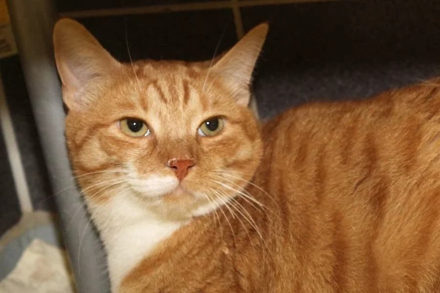 Cesur &, rotgetigert-weiß male young mixed breed for adoption at Tierschutzverein Heilbronn, Heilbronn