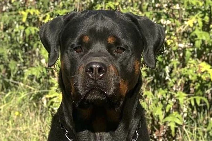 Luna, female 4yo Rottweiler for adoption at Tierschutzverein Heilbronn, Heilbronn
