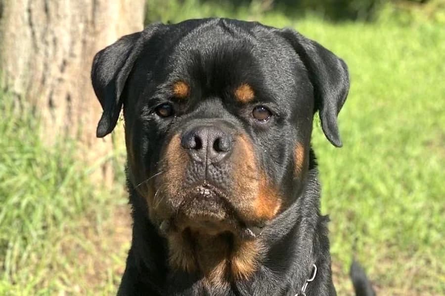 Tyson, male 3yo Rottweiler for adoption at Tierschutzverein Heilbronn, Heilbronn