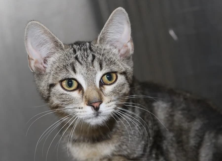 Fussl, ozelot male puppy mixed breed for adoption at Tierschutzverein Heilbronn, Heilbronn