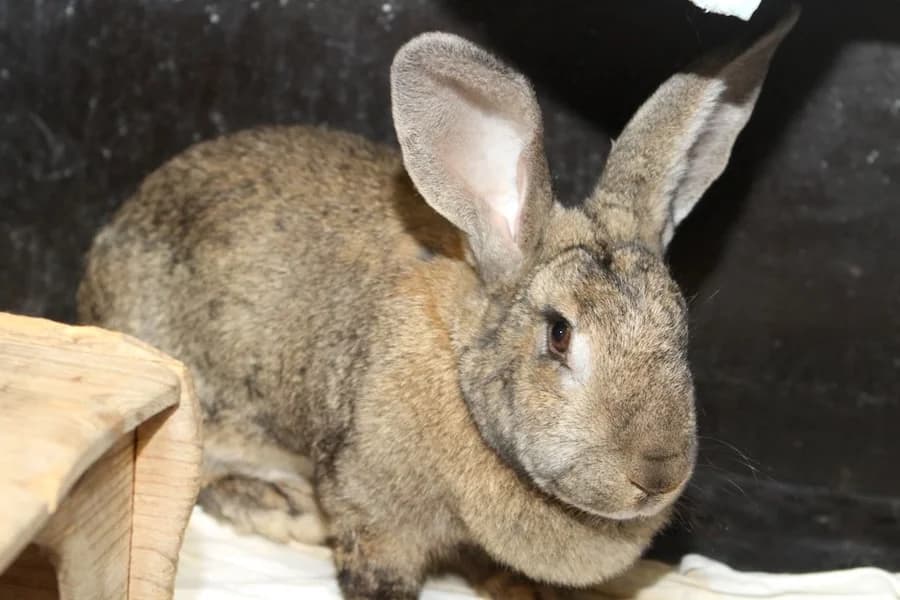 Wilma, wild female 3yo mixed breed for adoption at Tierschutzverein Heilbronn, Heilbronn