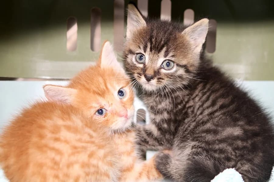 Floyd &, getigert male puppy mixed breed for adoption at Tierschutzverein Heilbronn, Heilbronn