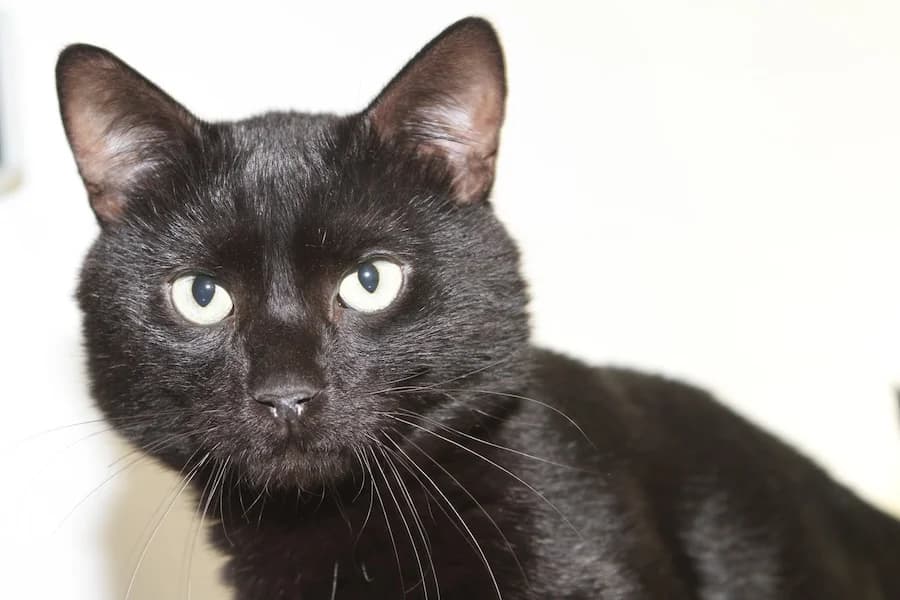 Hitoshi, schwarz male mixed breed for adoption at Tierschutzverein Heilbronn, Heilbronn