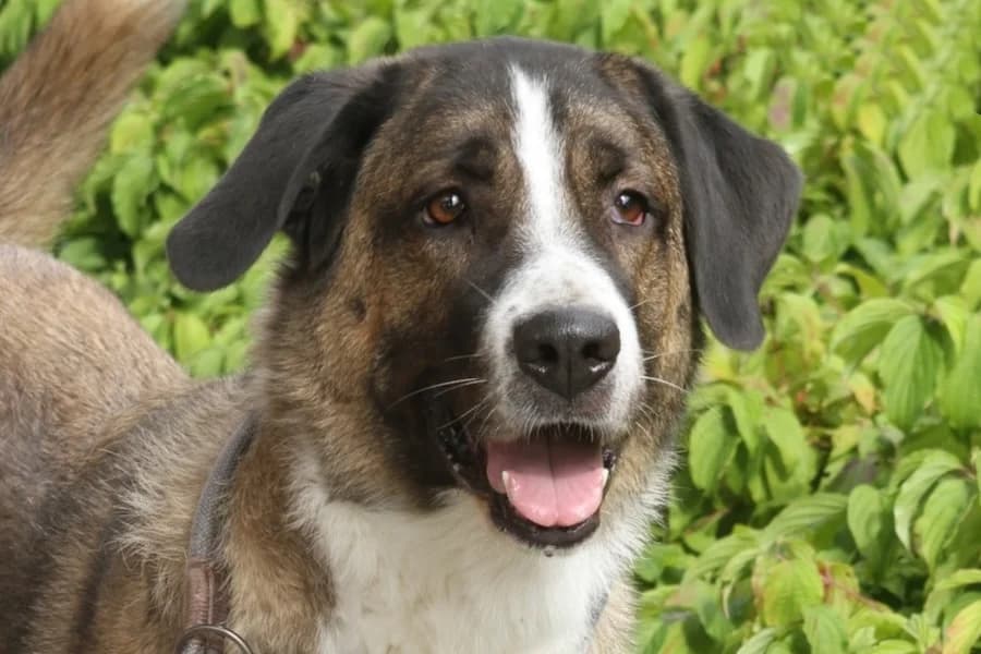 Nala, female 4yo Mixed Breed for adoption at Tierschutzverein Heilbronn, Heilbronn