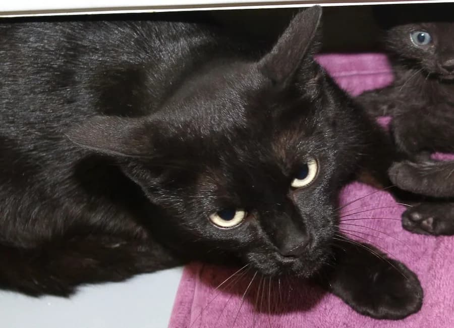 Mantis, schwarz female puppy mixed breed for adoption at Tierschutzverein Heilbronn, Heilbronn