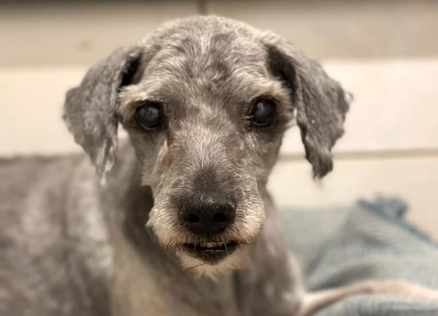 Rocky, male 7yo Mixed Breed for adoption at Tierschutzverein Heilbronn, Heilbronn