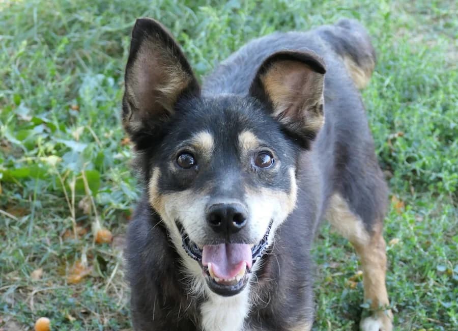 Malfoy, male 7yo Mixed Breed for adoption at Tierschutzverein Heilbronn, Heilbronn