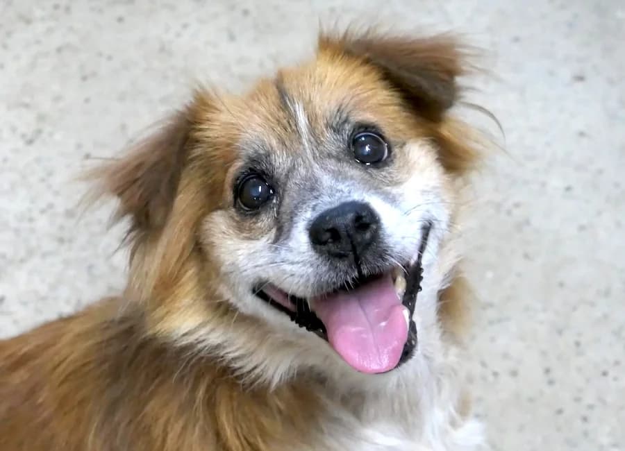 Beppi, male senior Mixed Breed for adoption at Tierschutzverein Heilbronn, Heilbronn