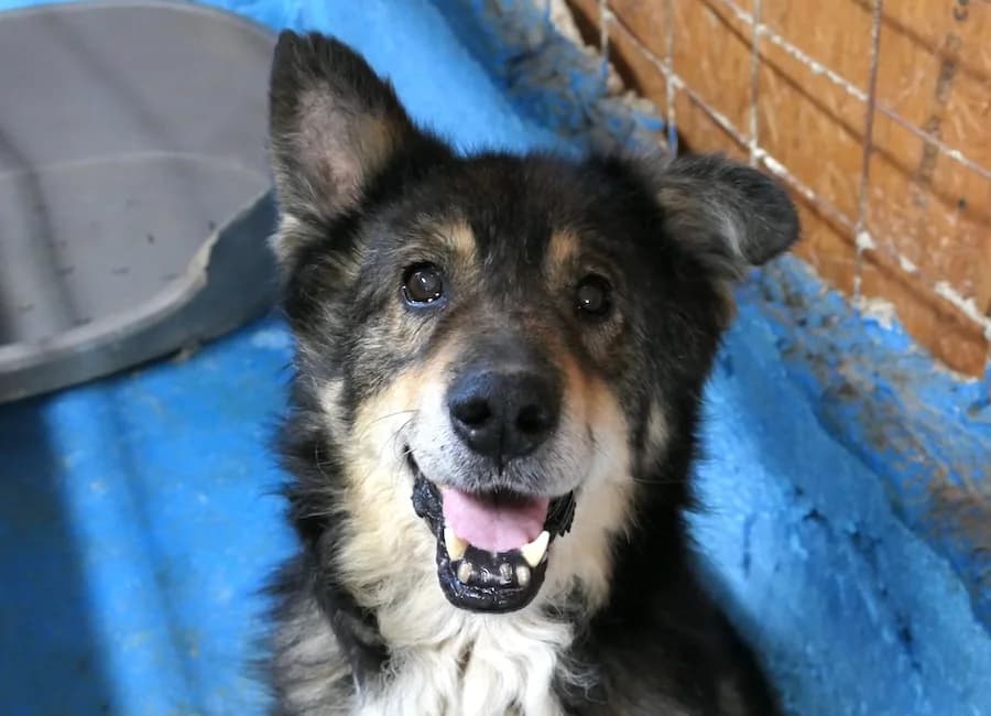 Jonny, male senior Mixed Breed for adoption at Tierschutzverein Heilbronn, Heilbronn