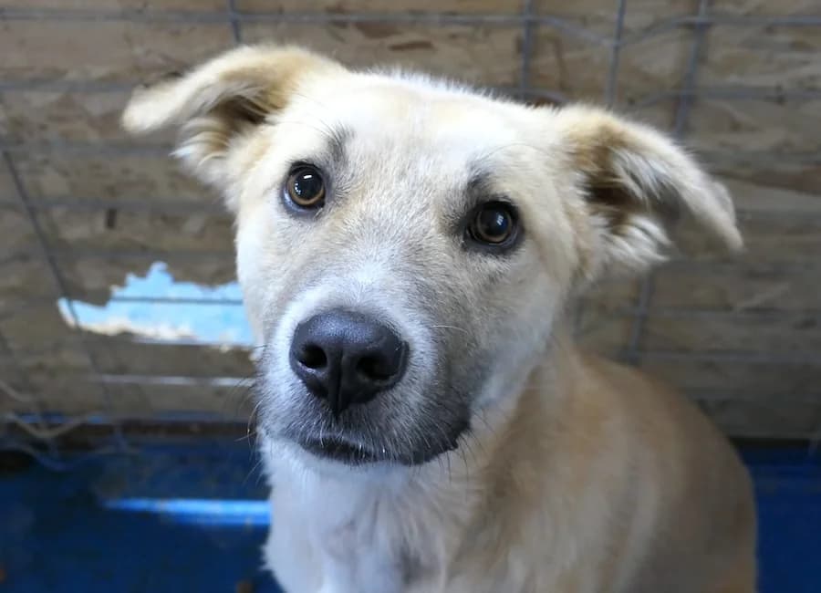 Chiku, male 4yo Mixed Breed for adoption at Tierschutzverein Heilbronn, Heilbronn