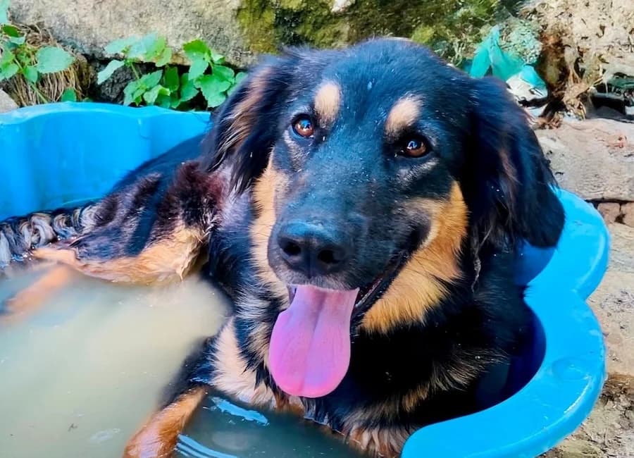 Skye, female young German Shepherd for adoption at Tierschutzverein Heilbronn, Heilbronn