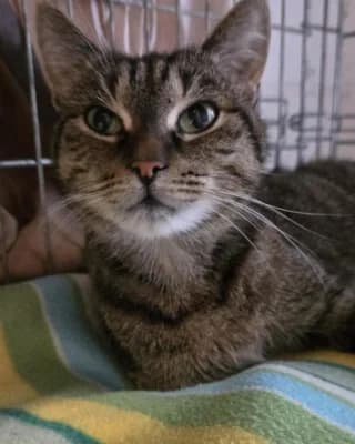 Alexa, female European Shorthair for adoption at Tierheim Herne-Wanne, Herne photo 3