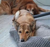 Bella, female 7yo Mixed Breed for adoption at Tierheim Herne-Wanne, Herne