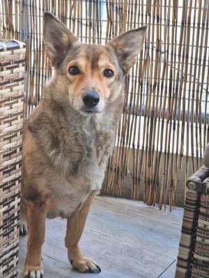 Bella, female Mixed Breed for adoption at Tierheim Herne-Wanne, Herne photo 3