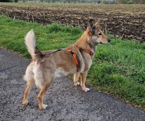 Bella, female Mixed Breed for adoption at Tierheim Herne-Wanne, Herne photo 4
