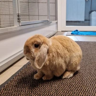 Benji, male mixed breed for adoption at Tierheim Herne-Wanne, Herne
