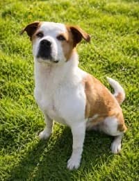 Boli, male 4yo Mixed Breed for adoption at Tierheim Herne-Wanne, Herne