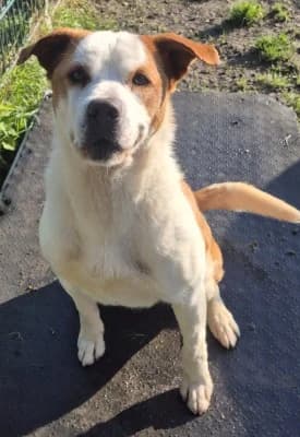 Boli, male Mixed Breed for adoption at Tierheim Herne-Wanne, Herne — photo 3 of 5